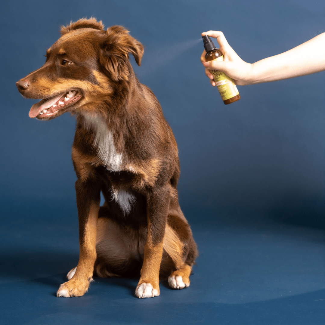 Anti-Itch Spray for Dogs – Gentle & Natural Relief