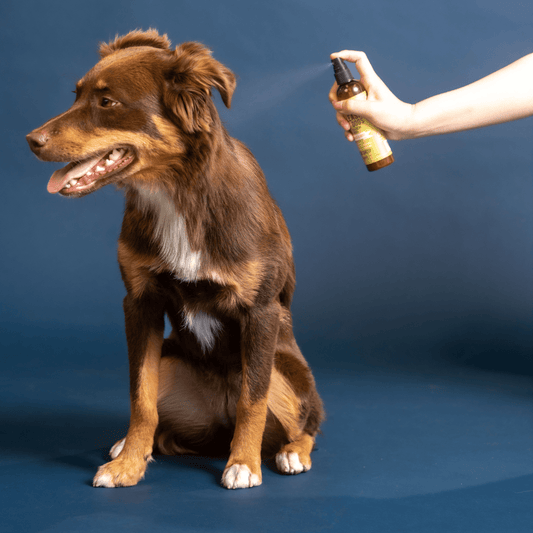 Anti-Itch Spray for Dogs – Gentle & Natural Relief